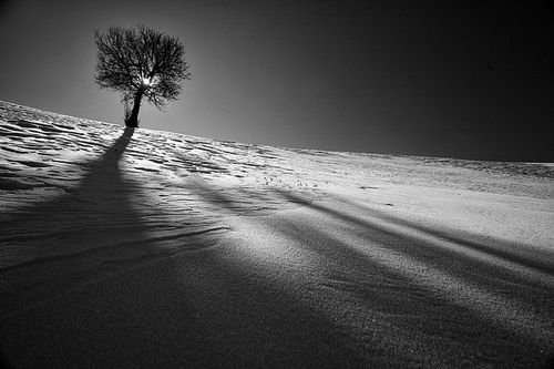 Secular Serenity Desert Tree