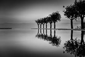 Secular Serenity Calm Trees